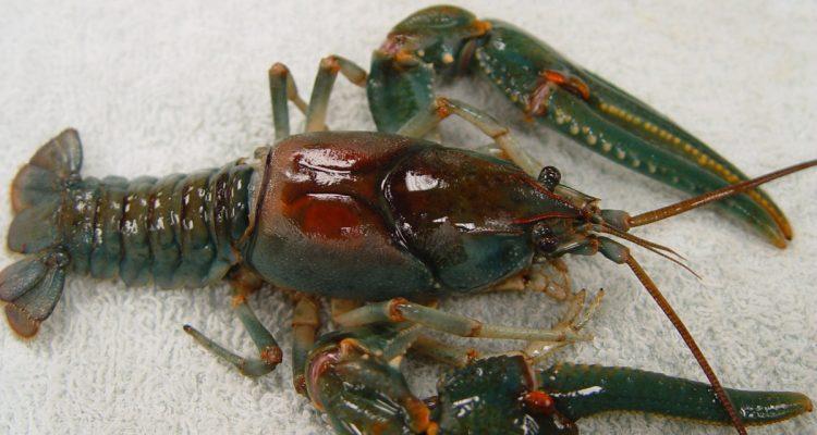 Cambarus veteranus