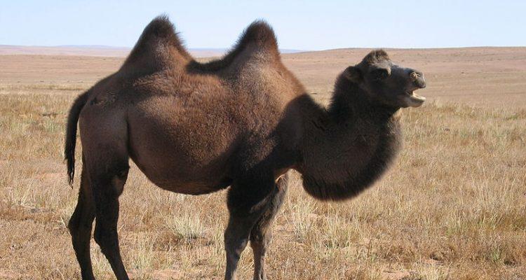 Camelus bactrianus