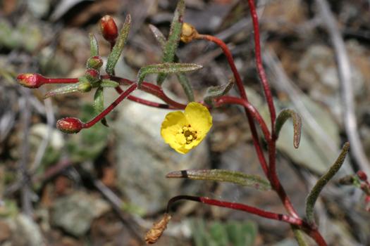 Camissonia benitensis