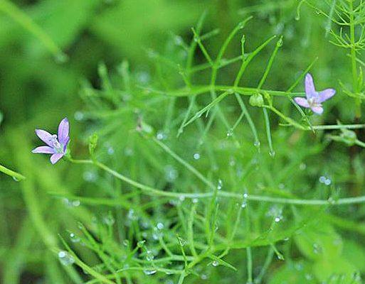 Campanula robinsiae