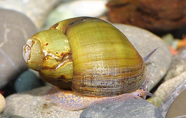 Campeloma decampi