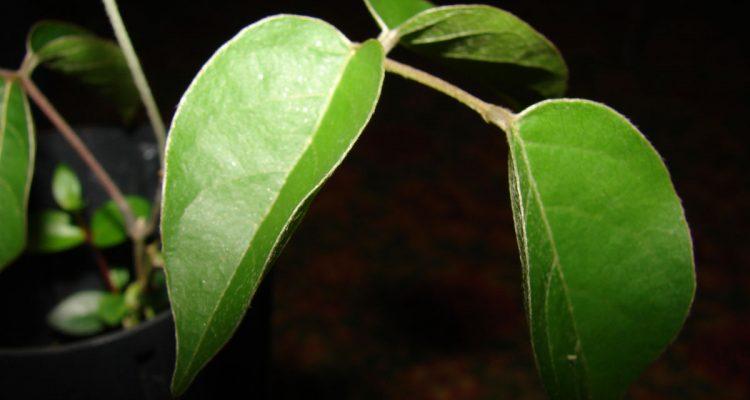 Canavalia molokaiensis