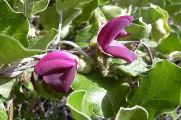 Canavalia pubescens