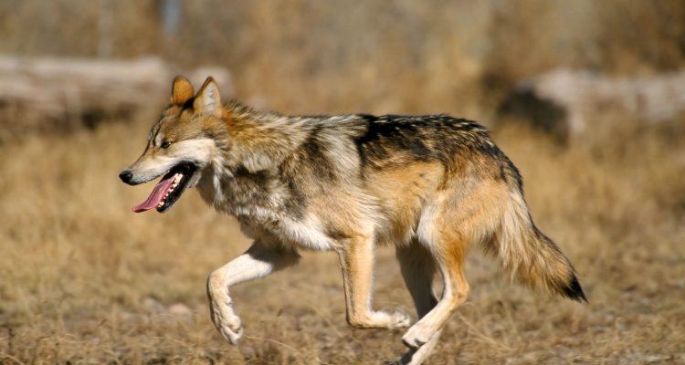 Canis lupus baileyi