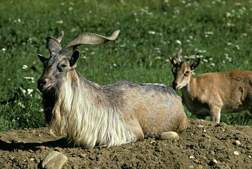 Capra falconeri megaceros