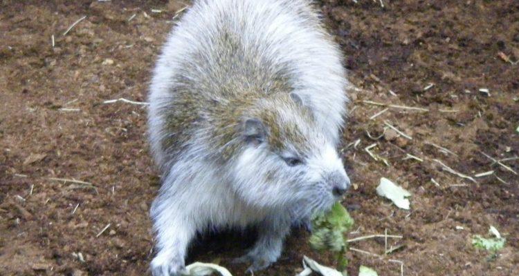 Capromys auritus