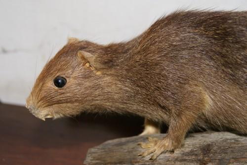 Capromys sanfelipensis