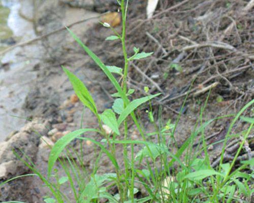 Cardamine micranthera