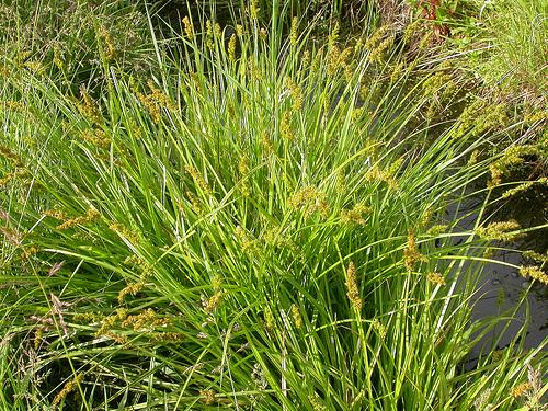 Carex albida