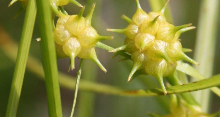 Carex lutea