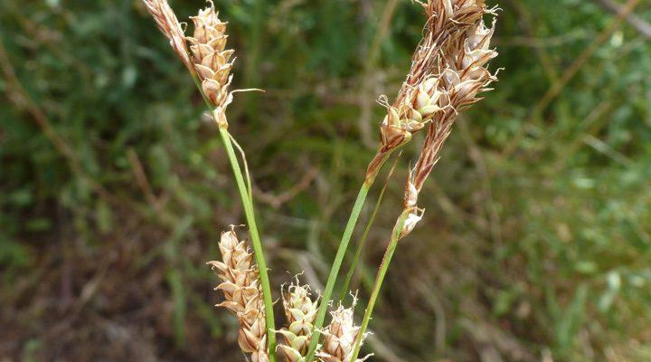 Carex specuicola