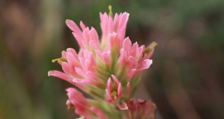 Castilleja affinis ssp. neglecta