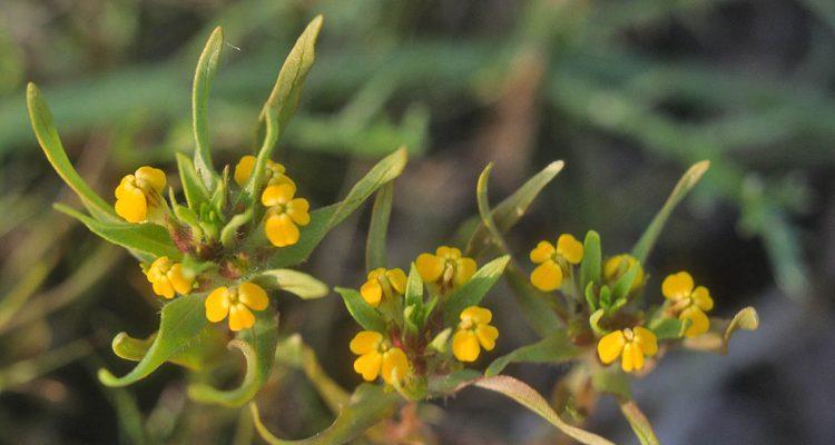 Castilleja campestris ssp. succulenta