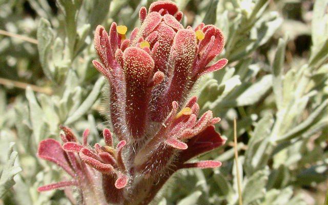 Castilleja cinerea
