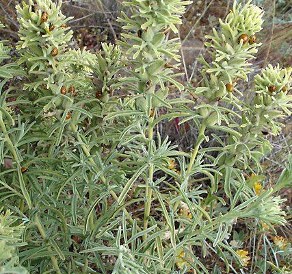 Castilleja grisea