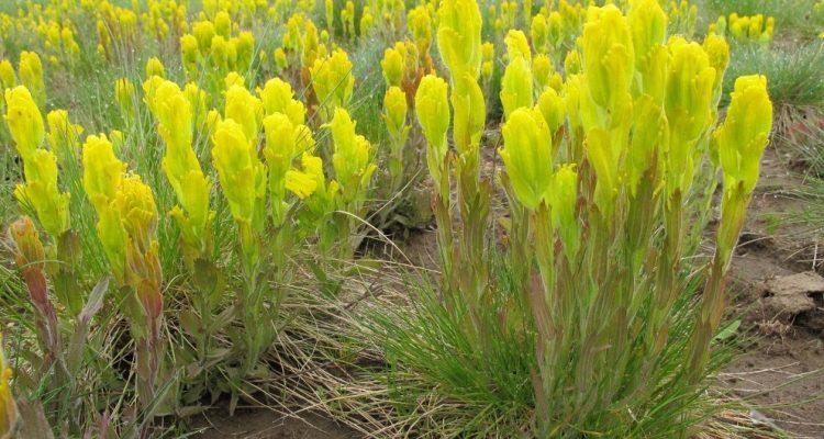 Castilleja levisecta