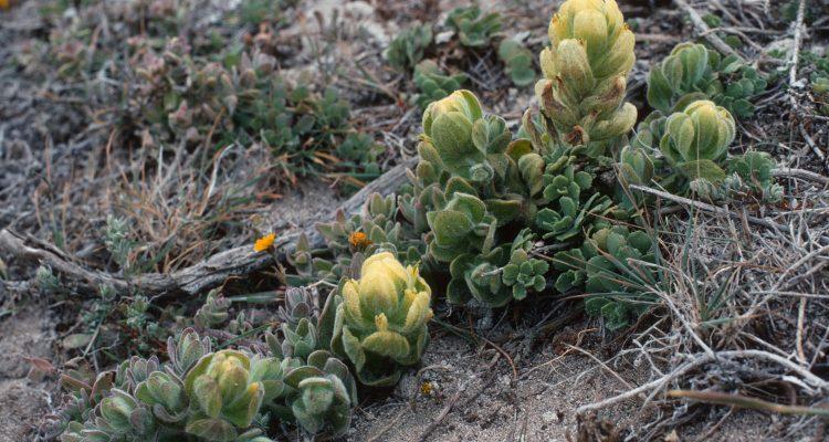 Castilleja mollis