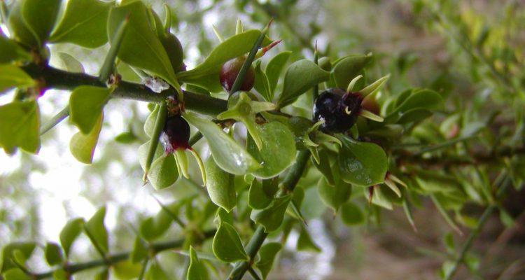 Catesbaea melanocarpa