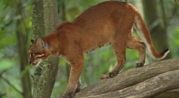 Catopuma (=Felis) temminckii