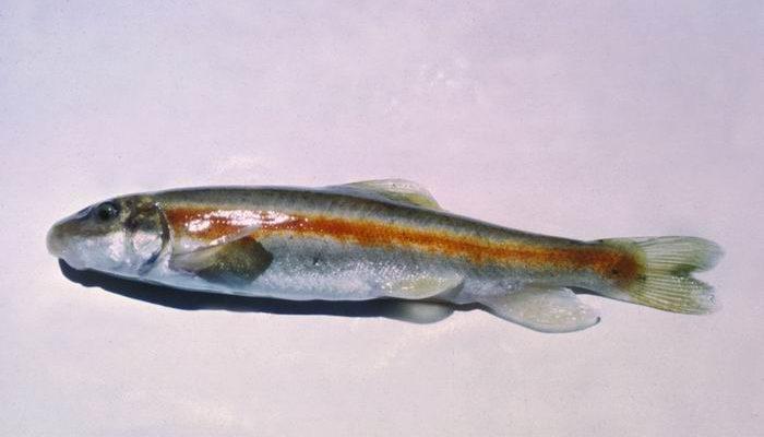 Catostomus discobolus yarrowi