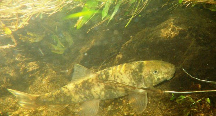 Catostomus santaanae