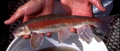Catostomus warnerensis