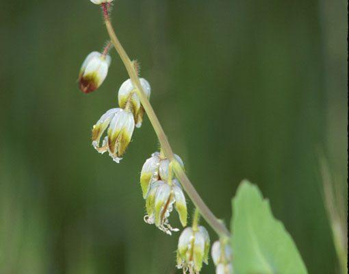 Caulanthus californicus