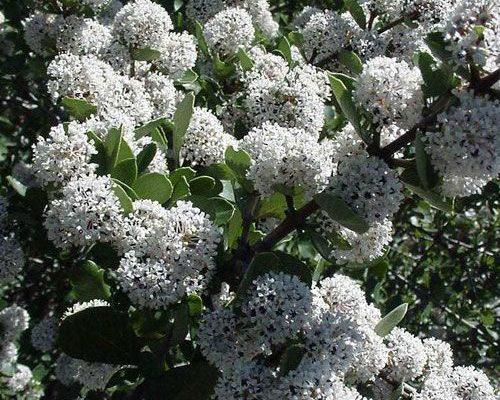 Ceanothus ferrisae