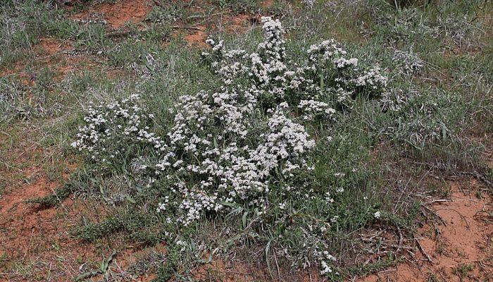 Ceanothus roderickii