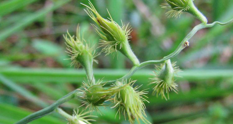 Cenchrus agrimonioides