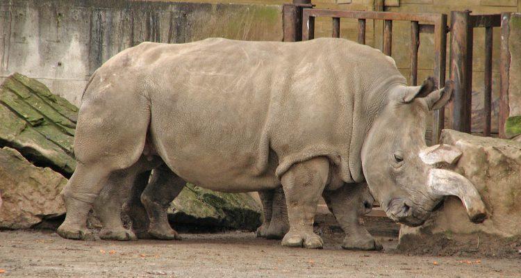 Ceratotherium simum cottoni