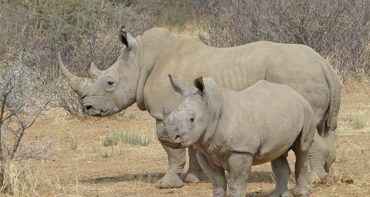 Ceratotherium simum ssp. simum