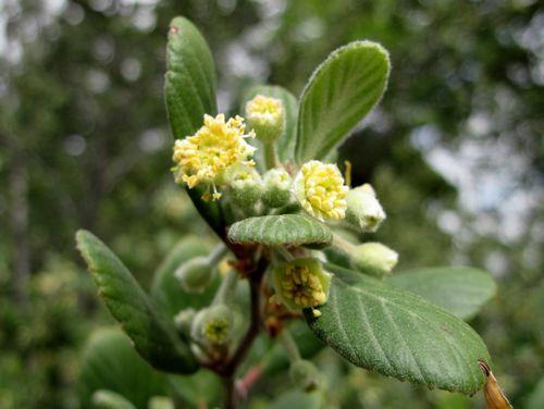Cercocarpus traskiae