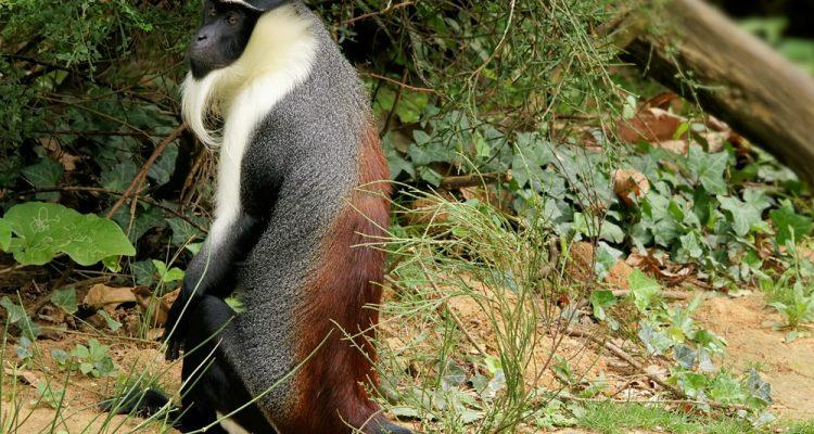 Cercopithecus diana