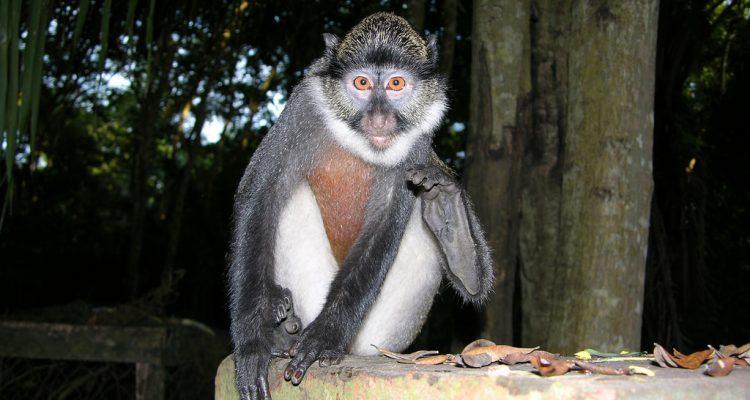 Cercopithecus erythrogaster