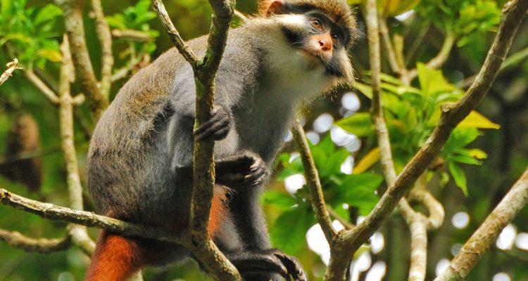 Cercopithecus erythrotis