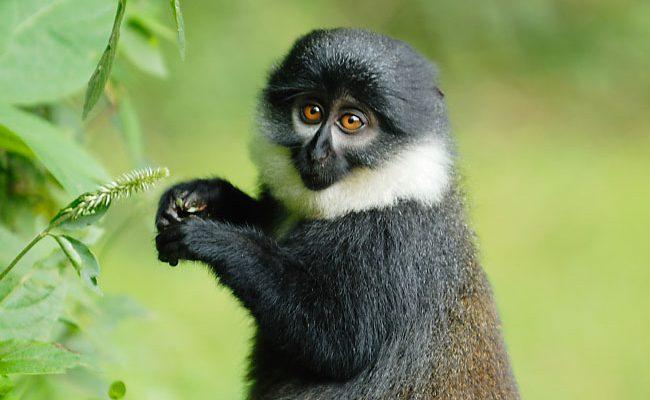 Cercopithecus lhoesti