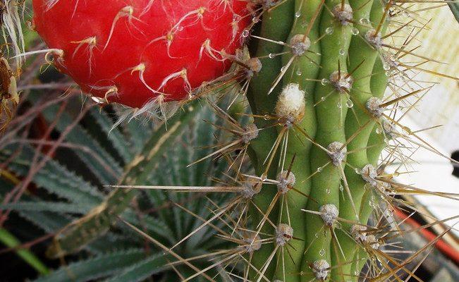 Cereus eriophorus var. fragrans