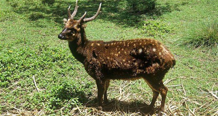 Cervus alfredi