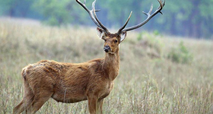 Cervus duvauceli