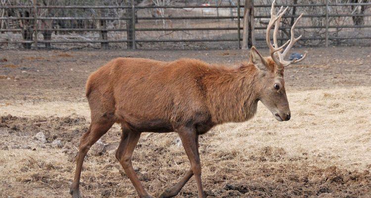 Cervus elaphus bactrianus