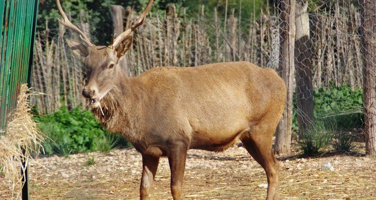 Cervus elaphus barbarus