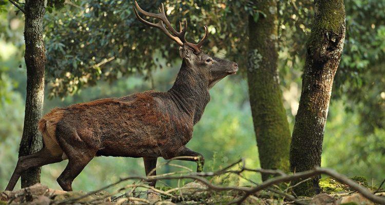 Cervus elaphus corsicanus