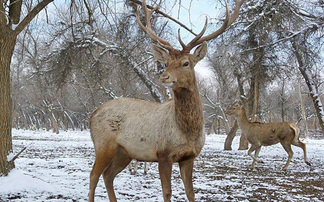 Cervus elaphus yarkandensis