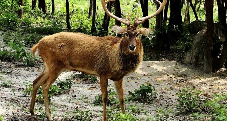 Cervus eldi