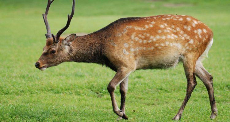 Cervus nippon grassianus
