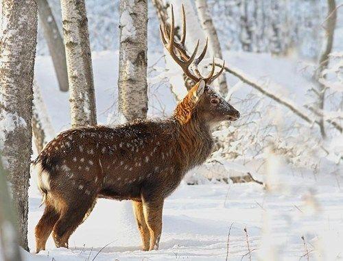 Cervus nippon mandarinus