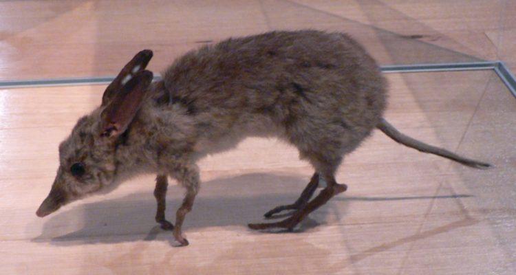 Chaeropus ecaudatus