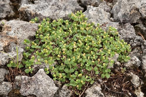 Chamaesyce deltoidea serpyllum