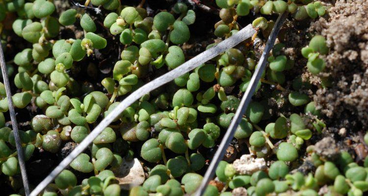 Chamaesyce deltoidea ssp. deltoidea